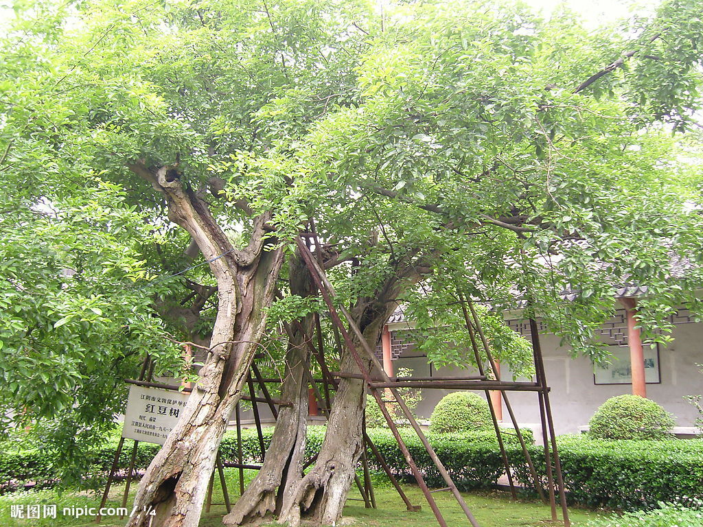 顾山红豆