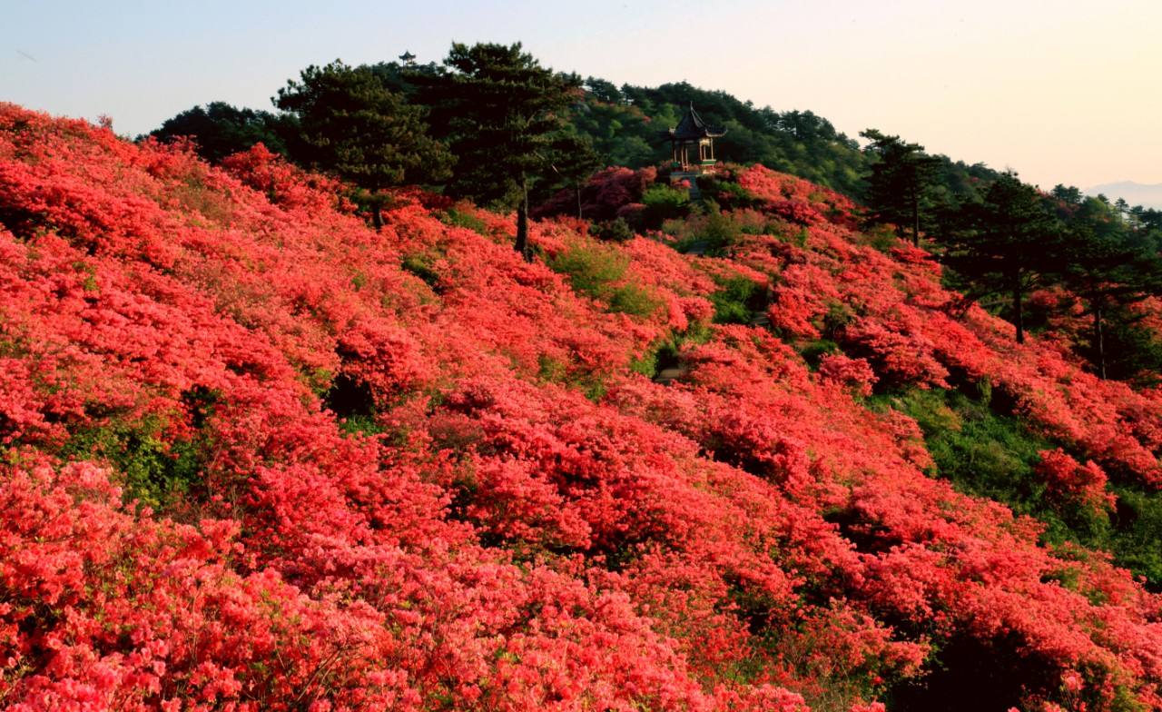 杜鹃花海 杜鹃花海