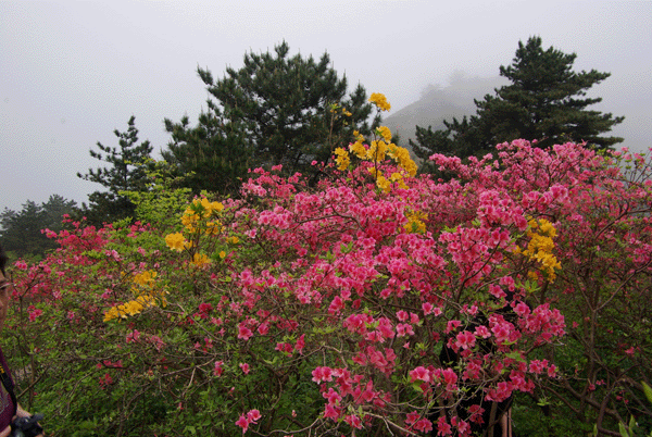 杜鹃花海 杜鹃花海