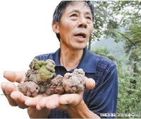 巨蚯蚓 巨蚯蚓