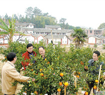 南桥村 南桥村