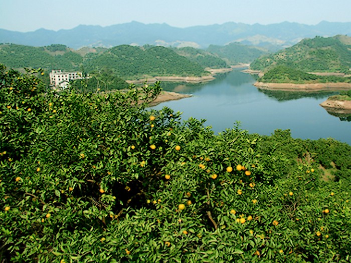 邻水脐橙种植基地 邻水脐橙种植基地