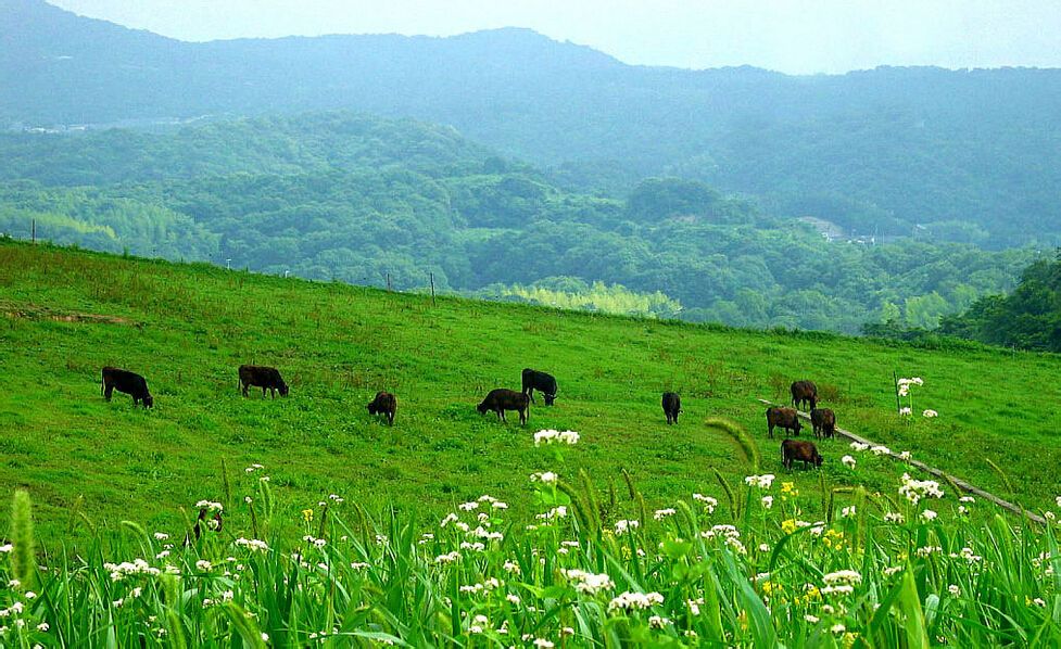 大滩镇北梁村 大滩镇北梁村