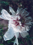 菊花白 菊花白
