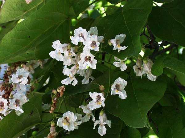 梓树花 梓树花