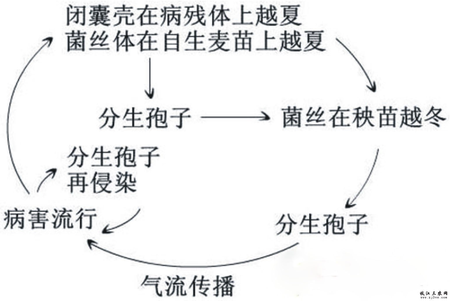 小麦白粉病侵染循环 小麦白粉病侵染循环