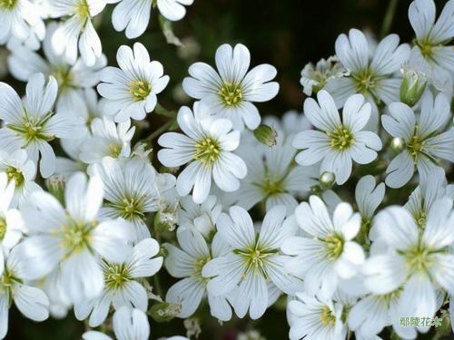 菊花白(国家林业局林业植物新品种) 菊花白(国家林业局林业植物新品种)