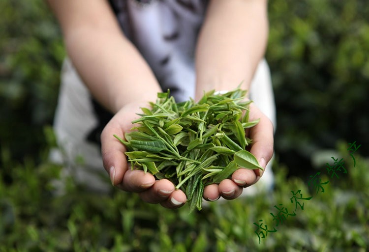 龙溪绿茶 龙溪绿茶