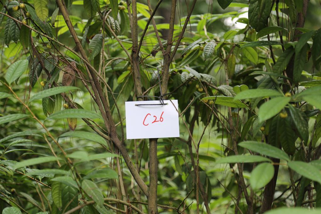 金花茶优树FS026 金花茶优树FS026