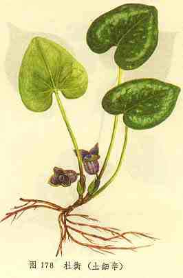 草本植物杜衡 草本植物杜衡