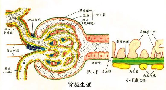 尿液生成过程 尿液生成过程