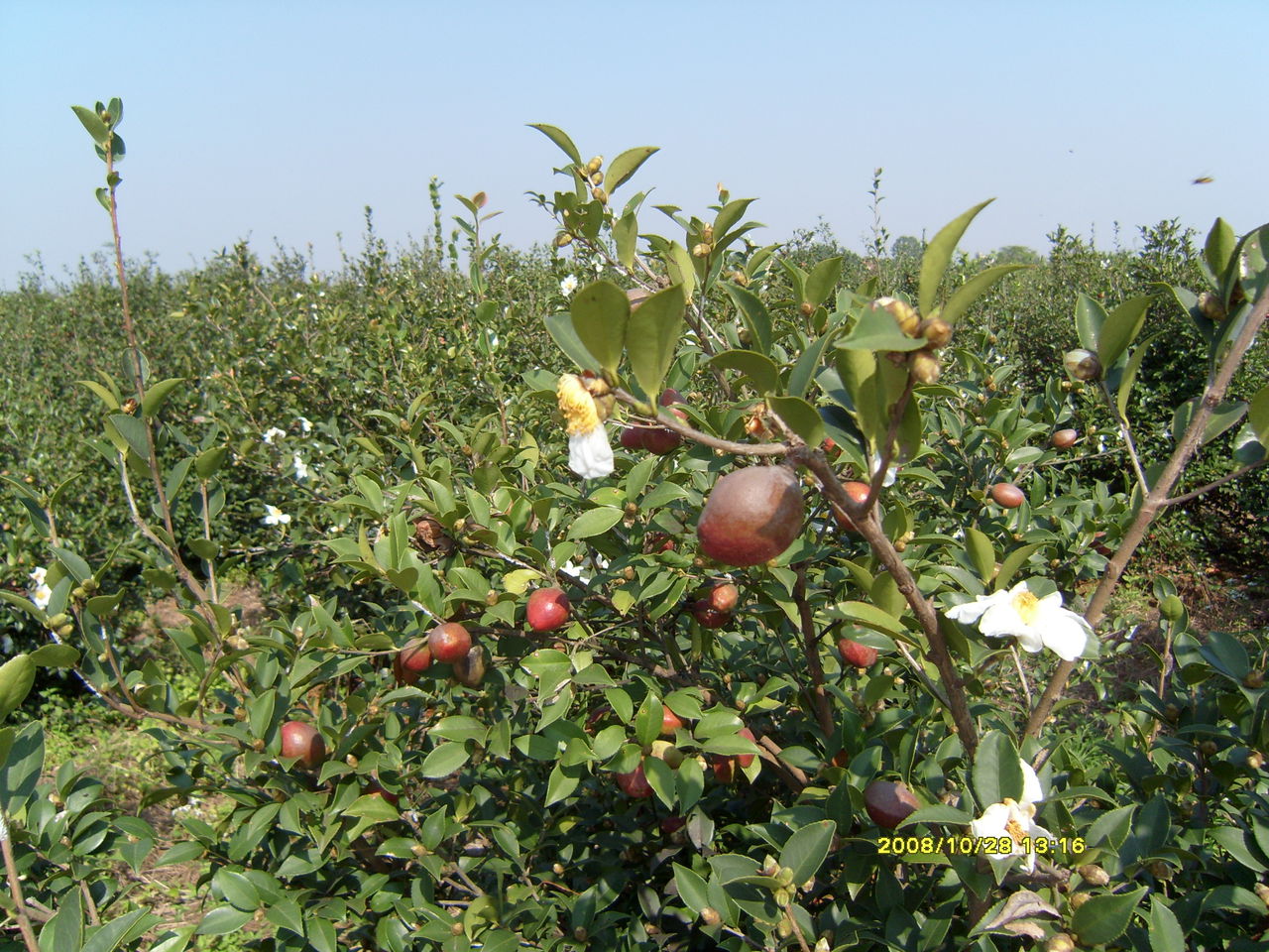 油茶种植