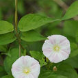 打碗花(打碗花) 打碗花(打碗花)