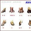 偶蹄类 偶蹄类