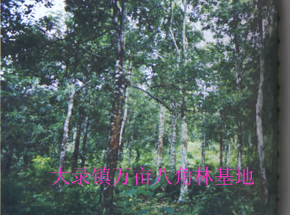 大录镇