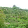 鱼山景观