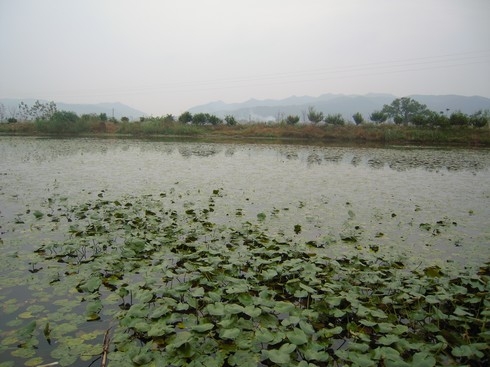 芦塘村(广东省佛山市南海区罗村街道下辖村) 芦塘村(广东省佛山市南海区罗村街道下辖村)