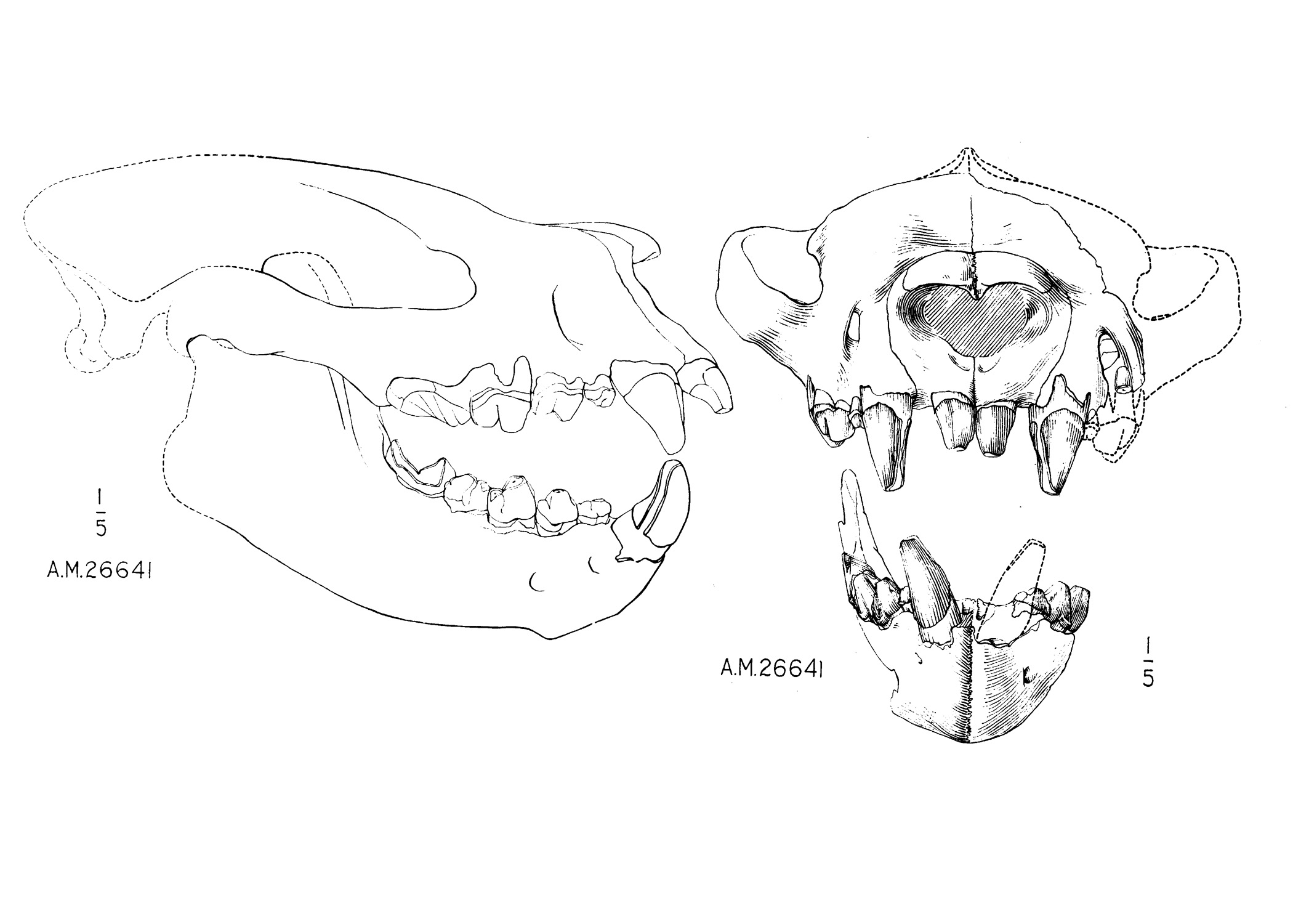 裂肉兽头骨描摹图,50-53cm长 裂肉兽头骨描摹图,50-53cm长