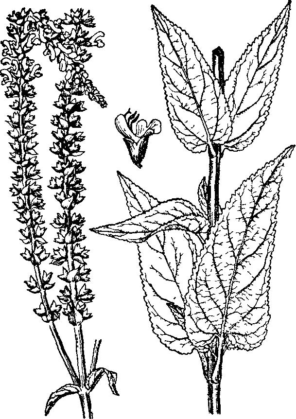 林地鼠尾草系 林地鼠尾草系