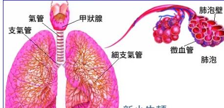 肺泡的功能 肺泡的功能