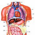 脏腑关係 脏腑关係