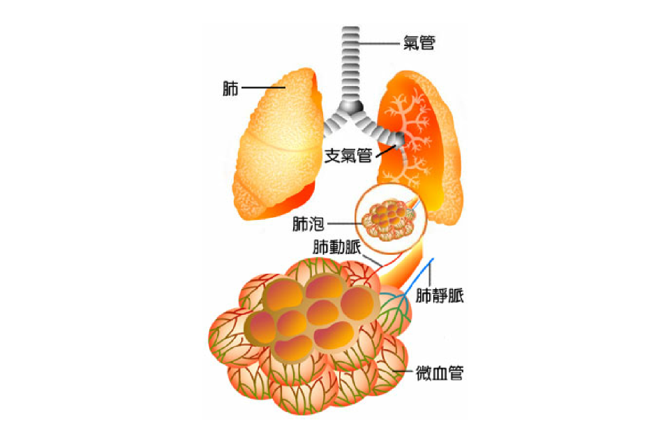 肺泡 肺泡