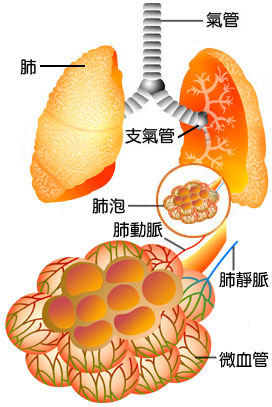 肺泡 肺泡