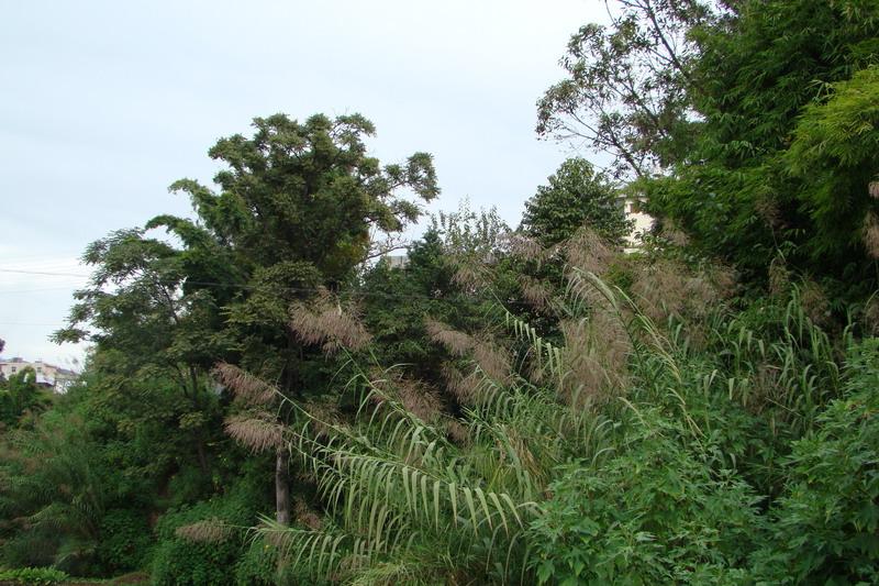 花龙潭村 花龙潭村