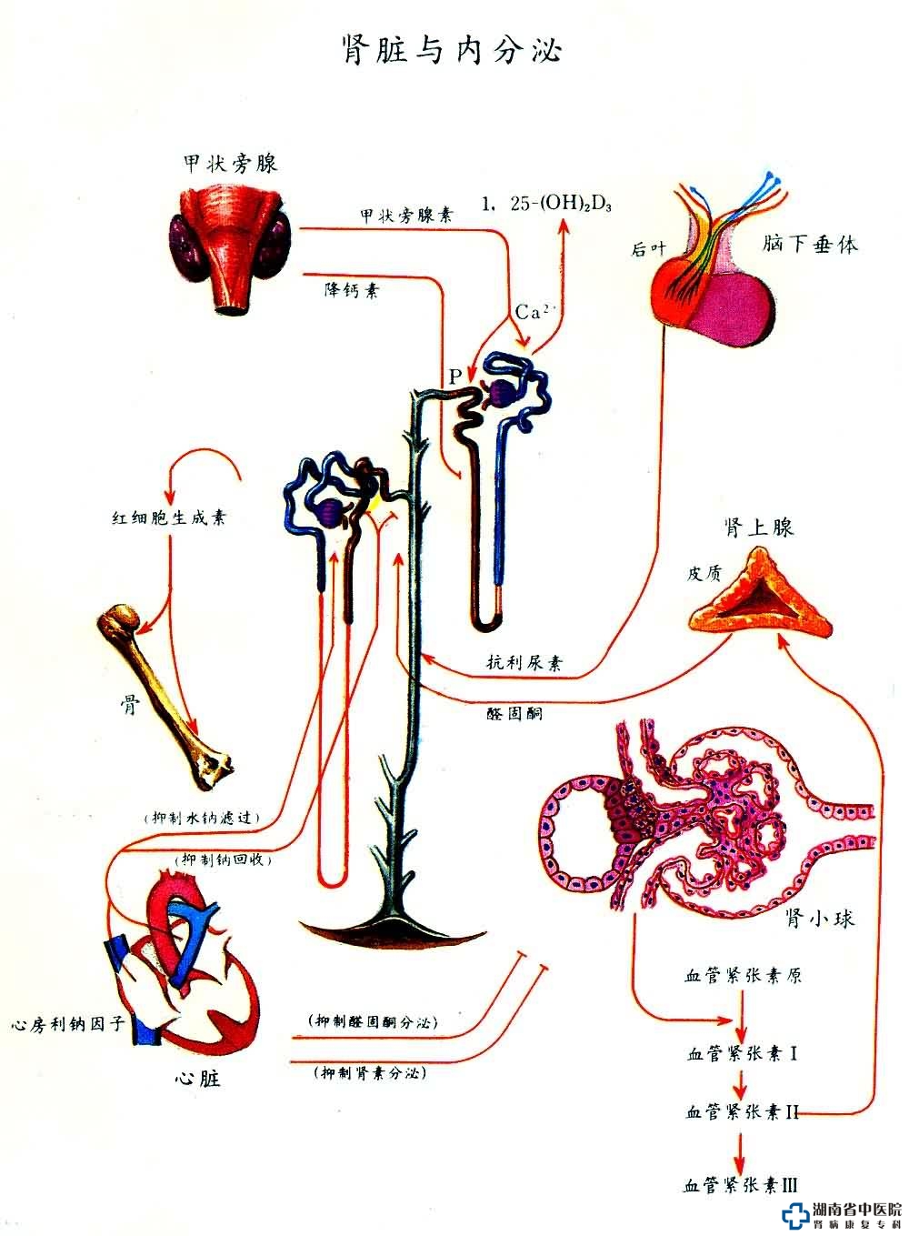 慢性反流性肾病 慢性反流性肾病