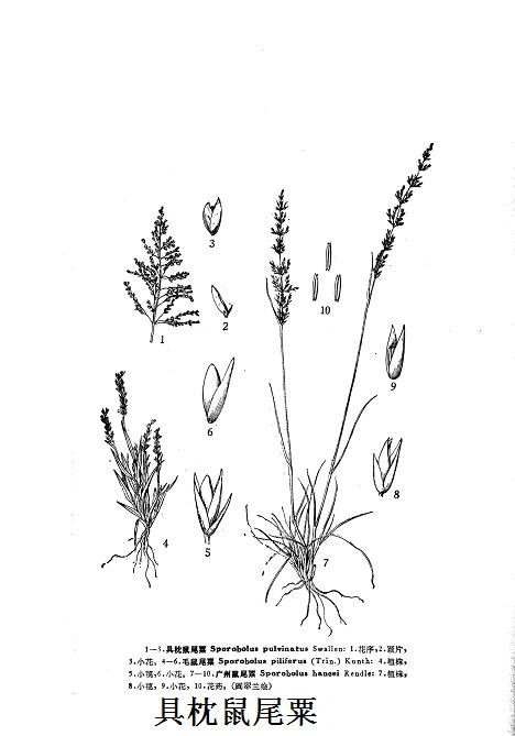 具枕鼠尾粟 具枕鼠尾粟