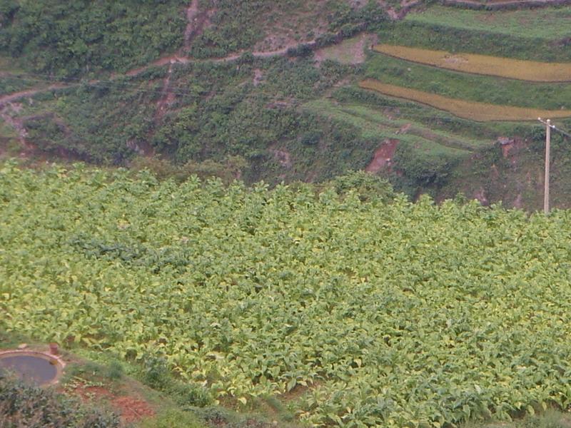 烤菸地 烤菸地