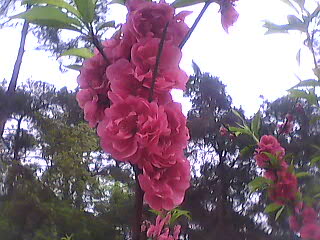 肥城桃花节 桃花