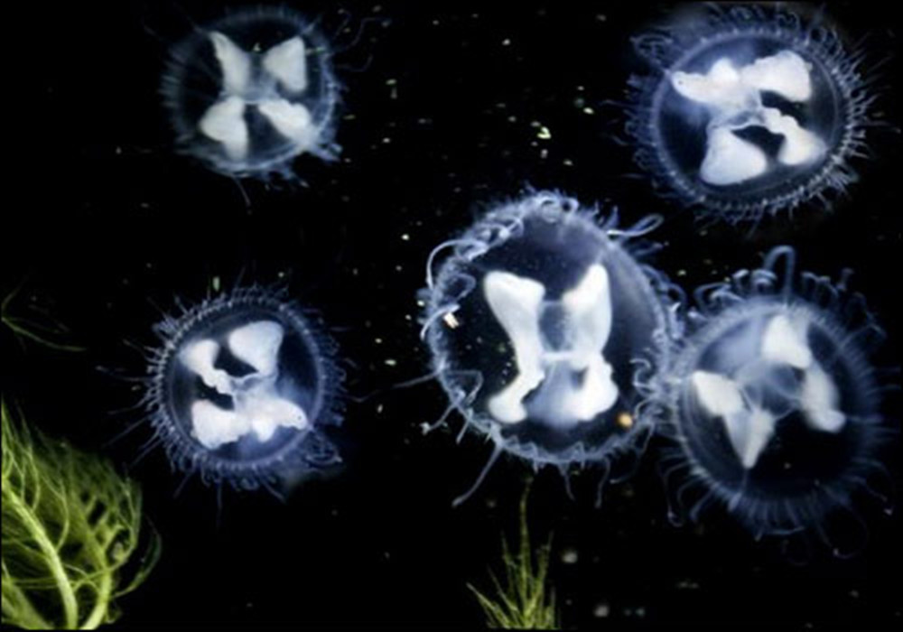 淡水水母 淡水水母
