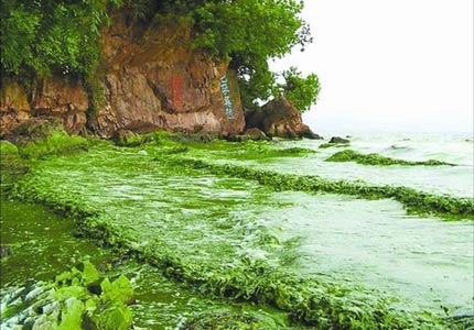 无锡水危机 无锡水危机