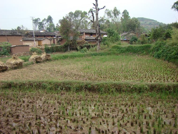 水田 水田