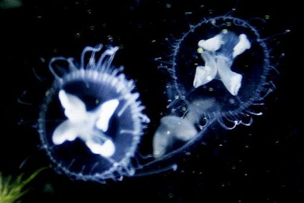 淡水水母 淡水水母