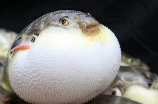 河豚毒 河豚毒