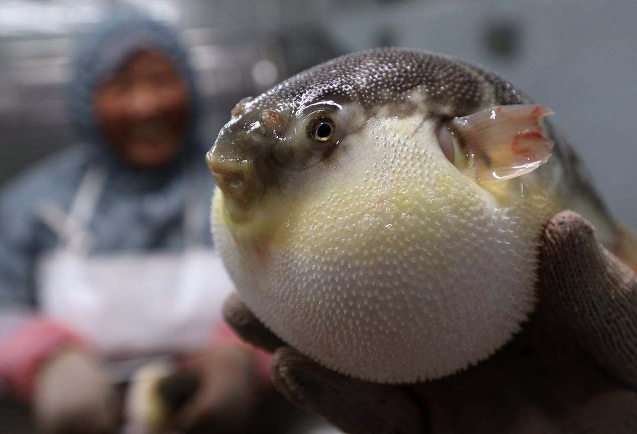 盘锦河豚 盘锦河豚