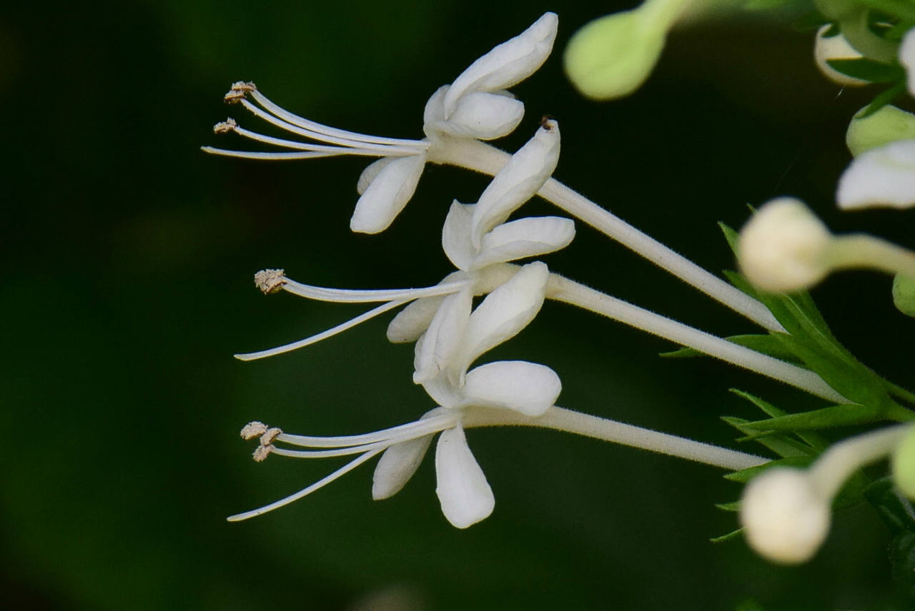 化石树(花) 化石树(花)