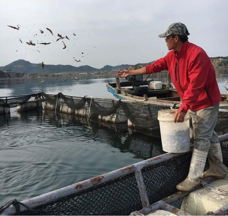盘锦河豚 盘锦河豚