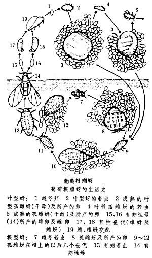 葡萄根瘤蚜 葡萄根瘤蚜