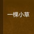 一棵小草 一棵小草