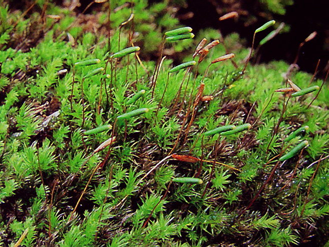 Pohlia longicollis Lindb.拟长蒴丝瓜藓 Pohlia longicollis Lindb.拟长蒴丝瓜藓