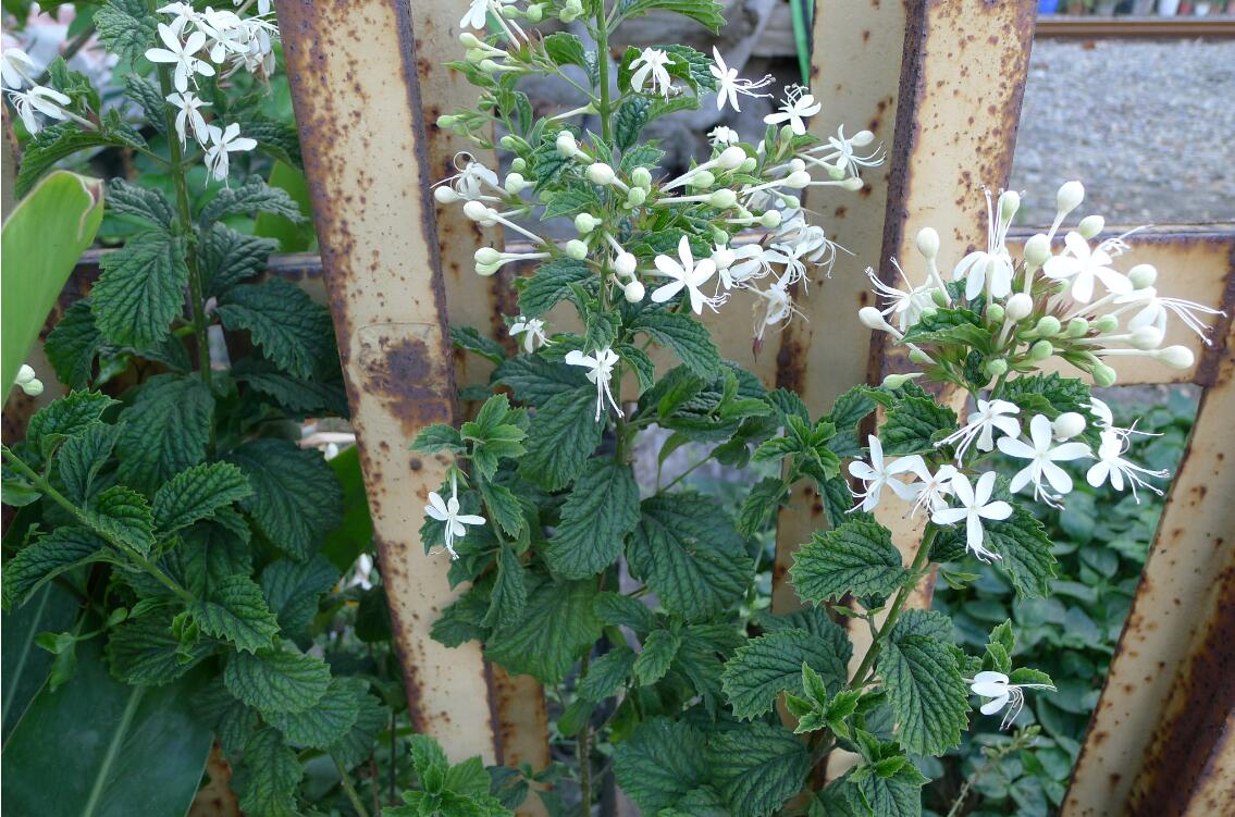 化石树(植株) 化石树(植株)