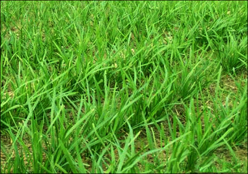 韭菜 韭菜