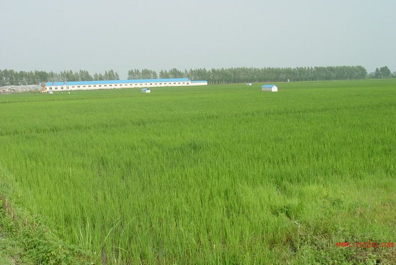 米业水稻田 米业水稻田