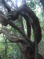 倒排岩 倒排岩