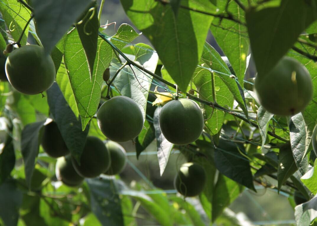 永福罗汉果 永福罗汉果