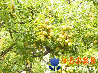 三山岛特产马眼枣 三山岛特产马眼枣