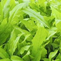 兴化地产野麻菜 兴化地产野麻菜